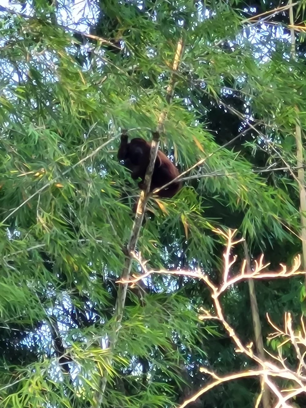 Fauna